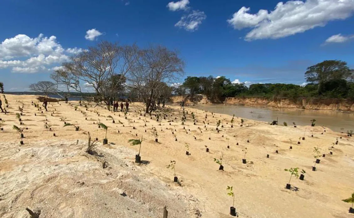 Venezuela Empieza Plan De Reforestación En Amazonas Y Bolívar – RAISG